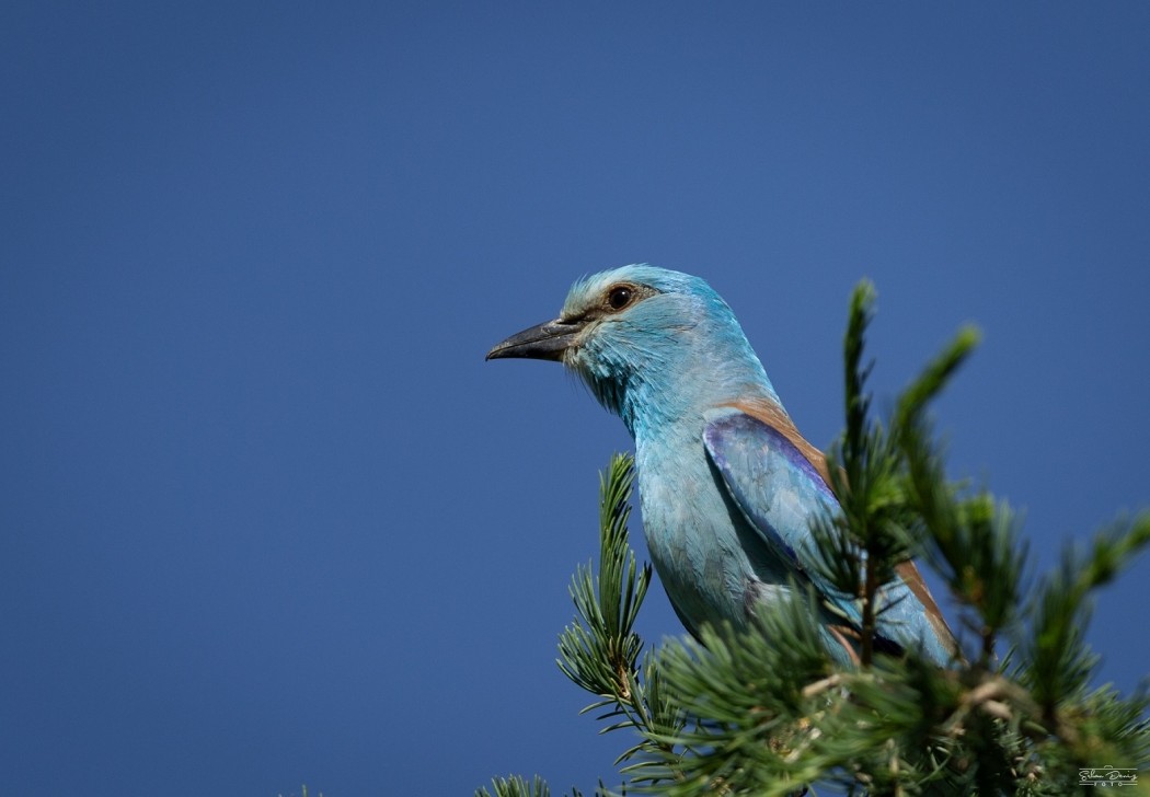 European Roller
