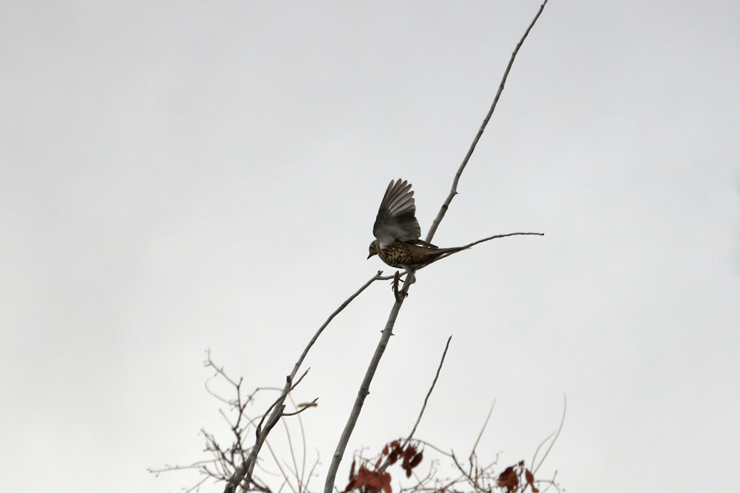 Mistle Thrush