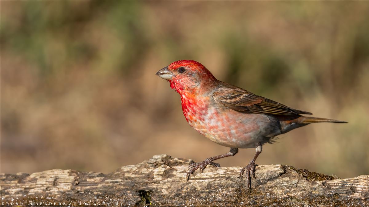 Common Rosefinch