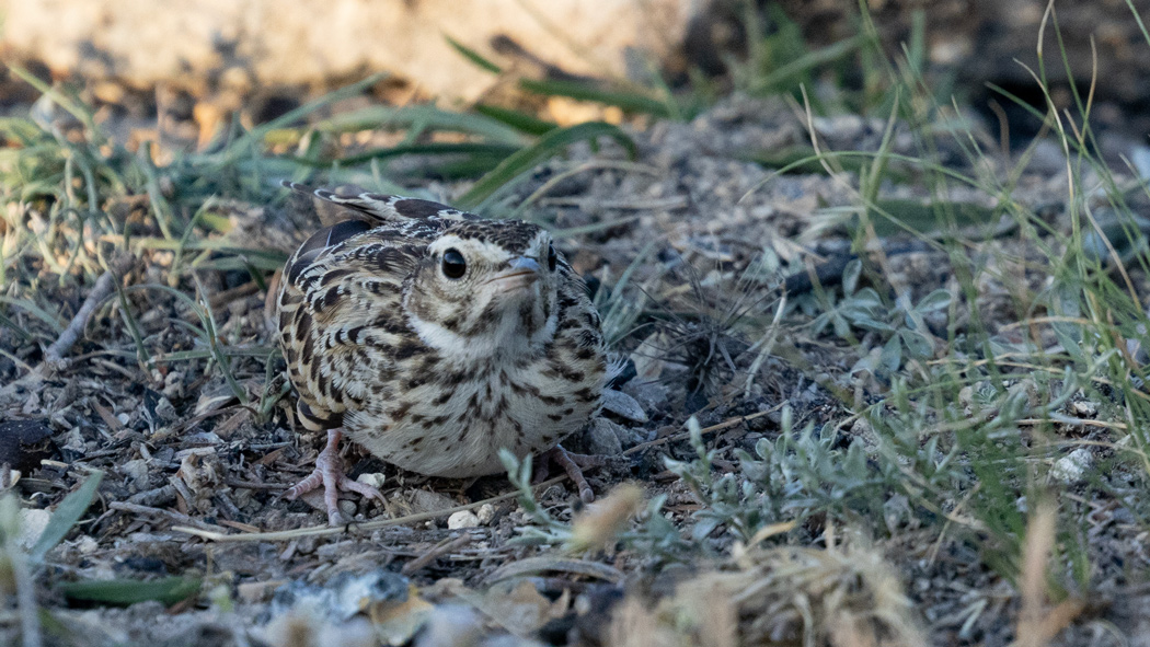Woodlark