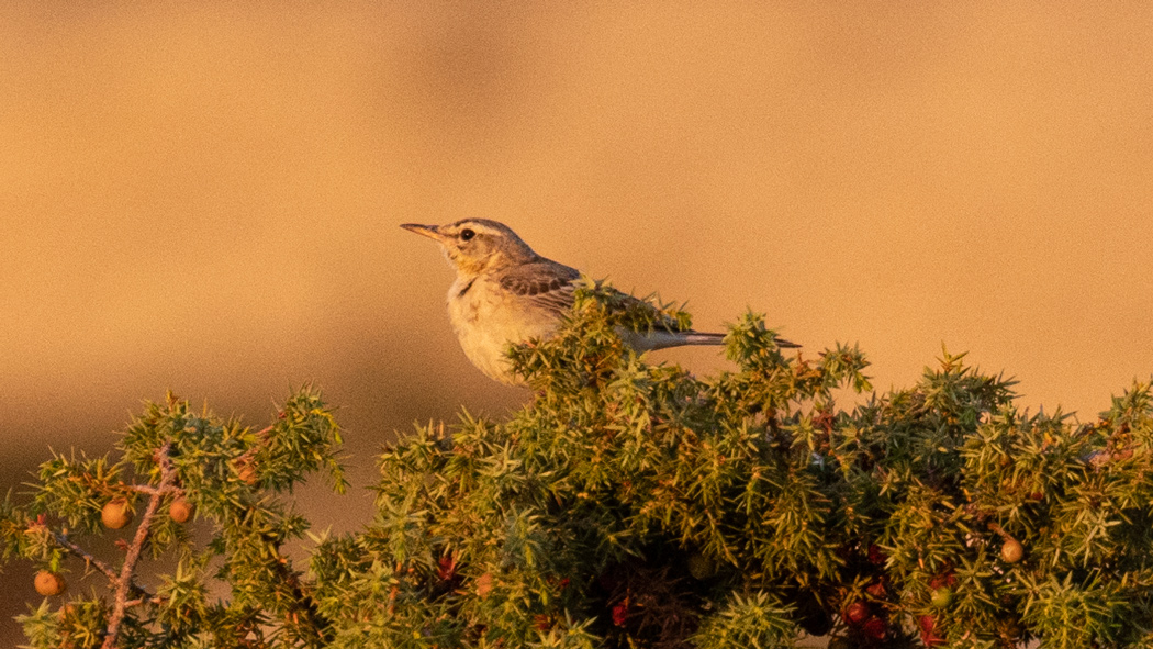 Tawny Pipit