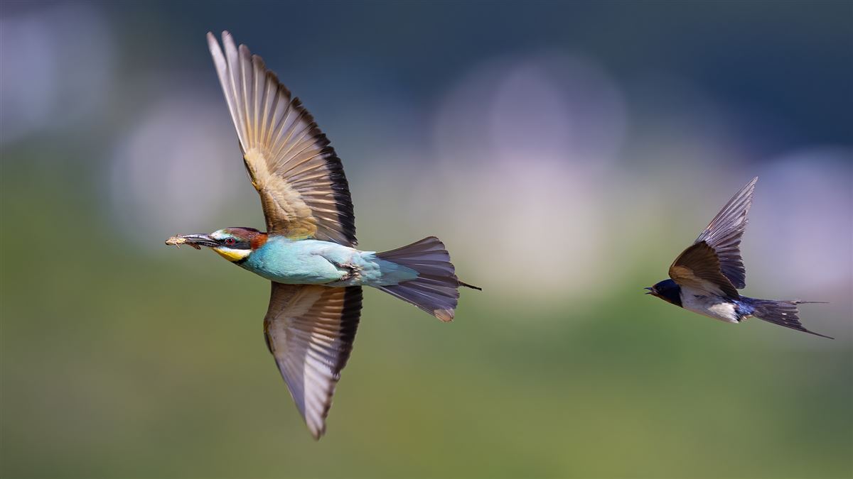 European Bee-eater