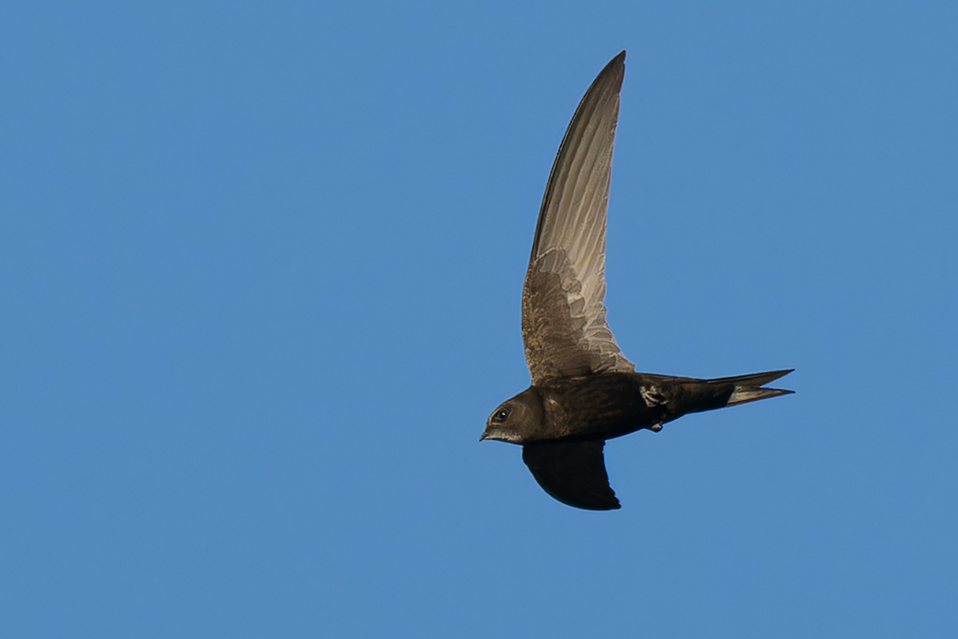 Common Swift
