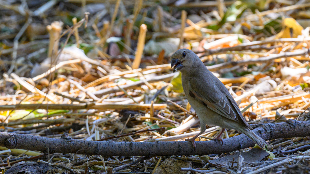 Desert Finch