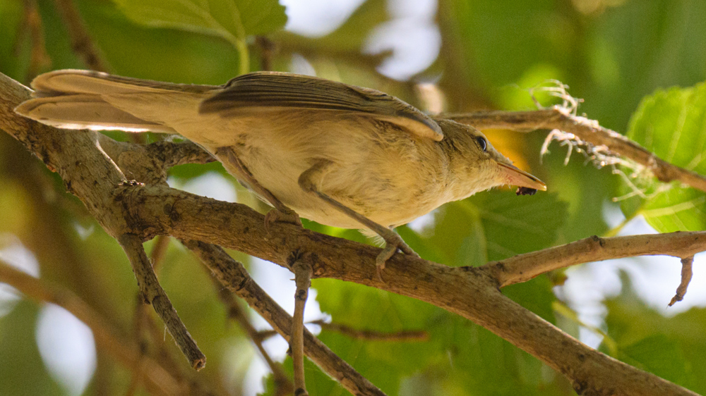 Blyth`s Reed Warbler