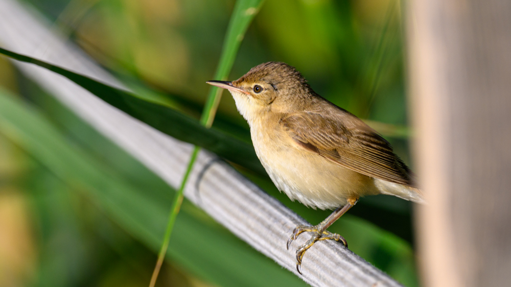 Common Reed Warbler