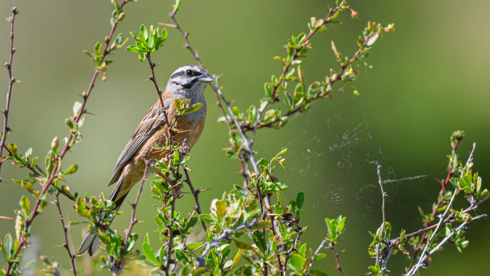 Rock Bunting