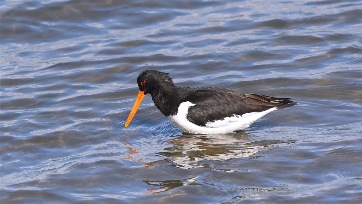 Eurasian Oystercatcher