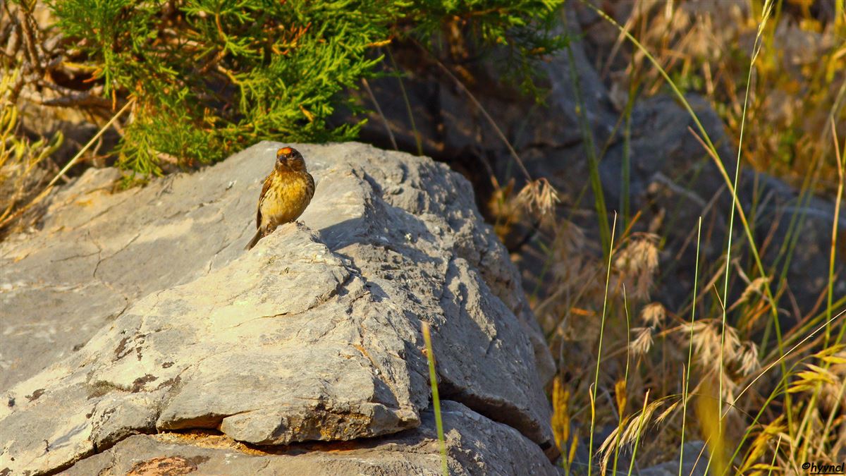 Red-fronted Serin