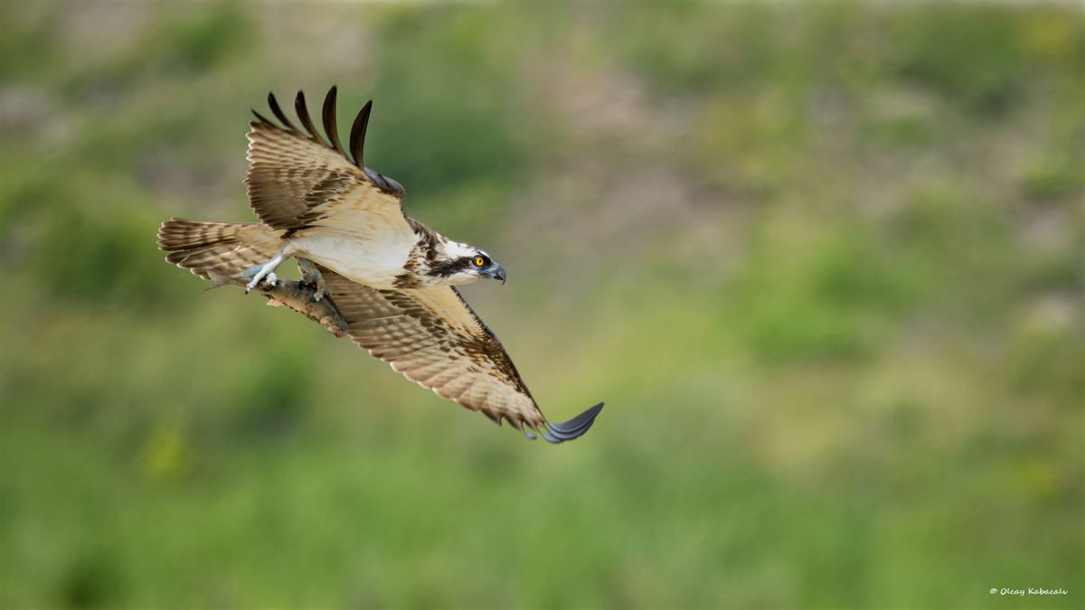 Osprey