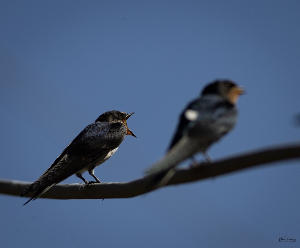 Barn Swallow