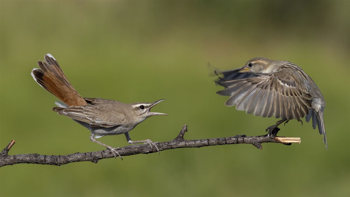 Rufous-tailed Scrub Robin