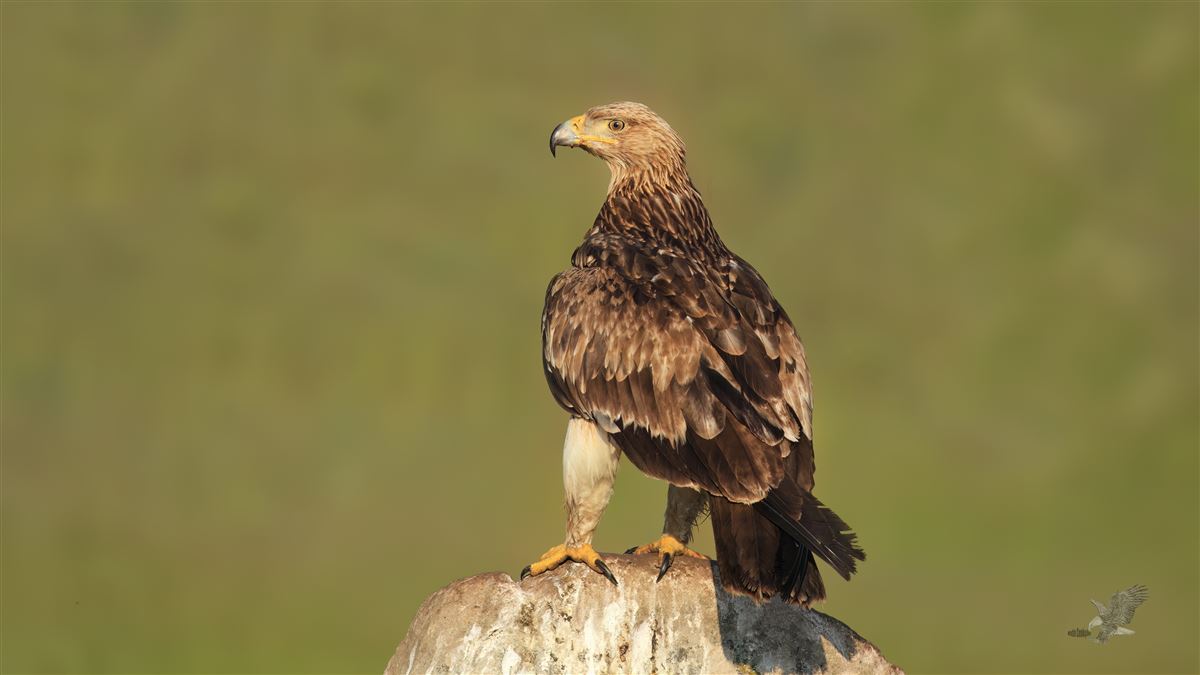 Eastern Imperial Eagle