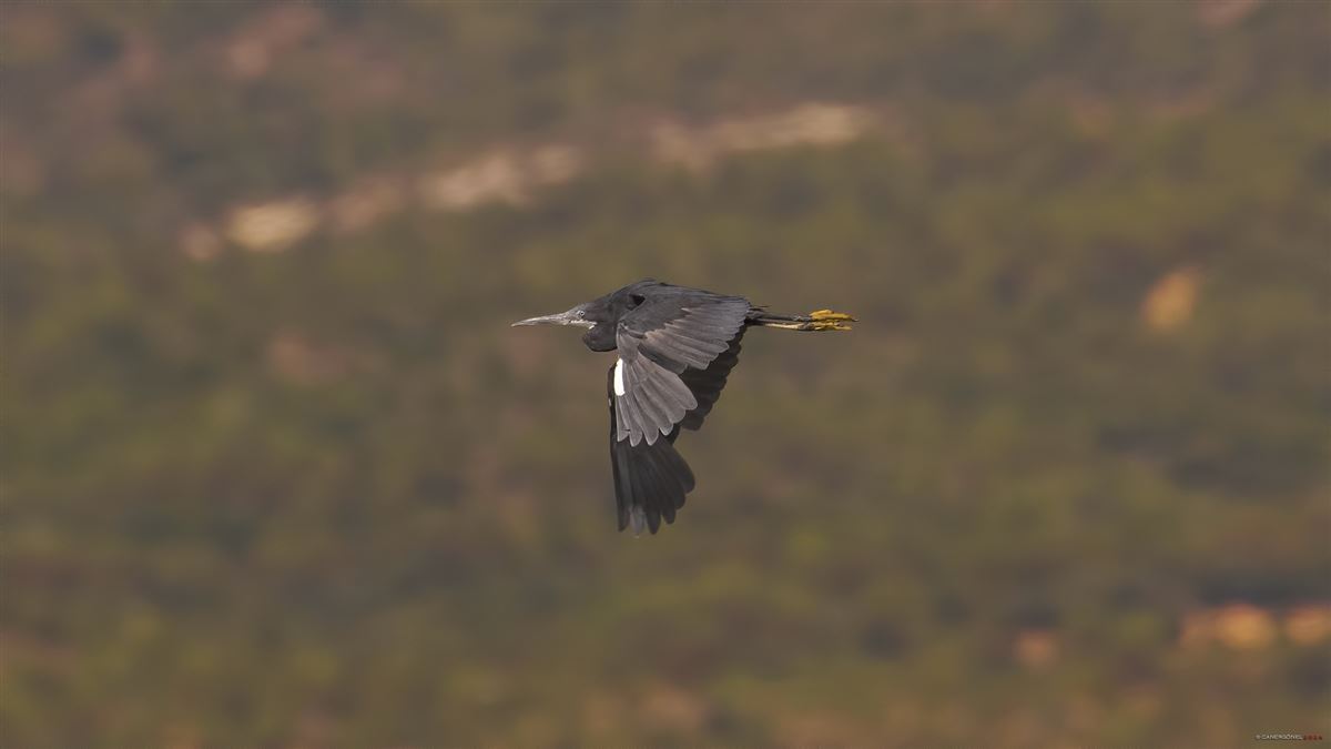 Western Reef Heron