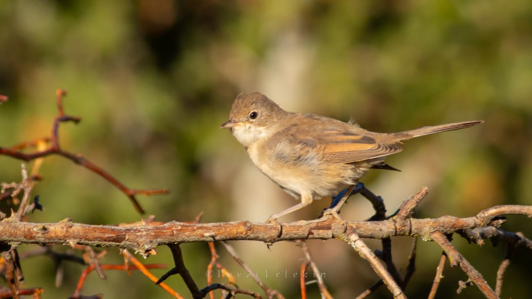 Common Whitethroat