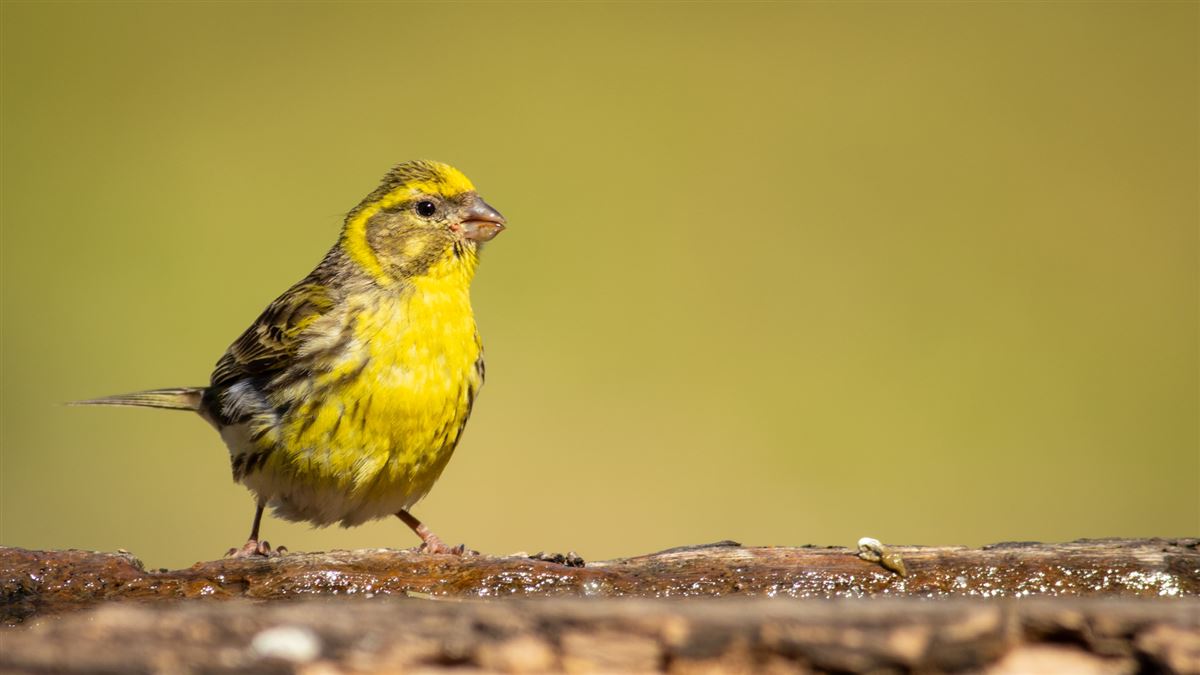 European Serin
