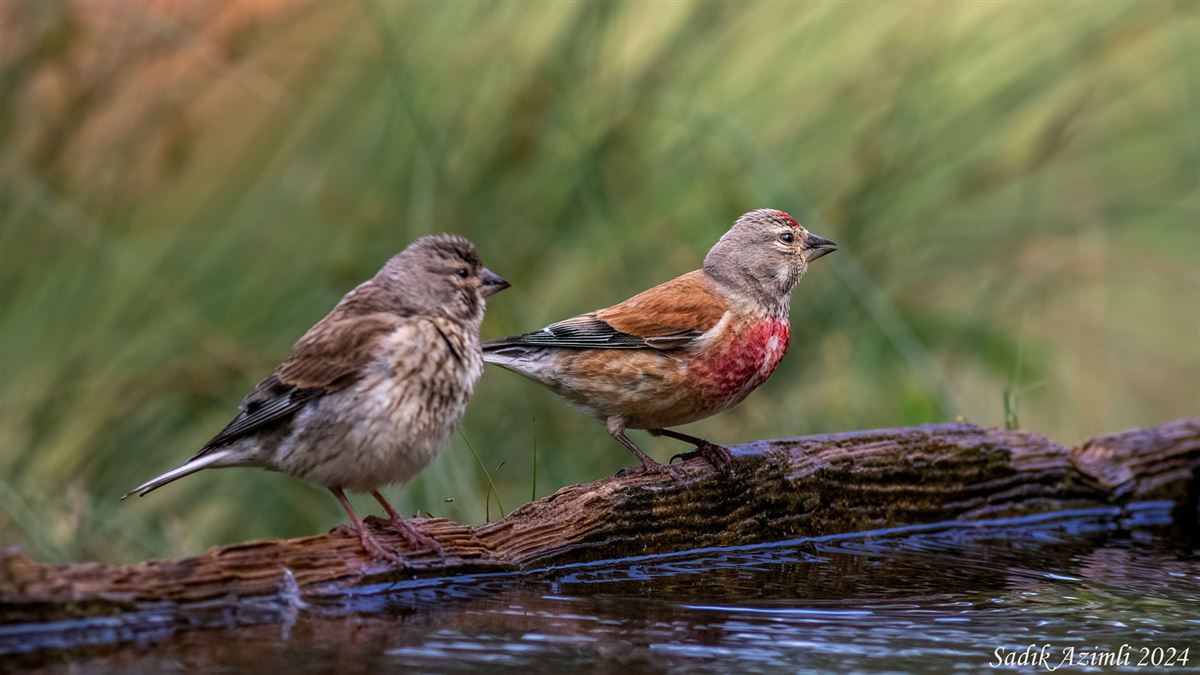 Common Linnet