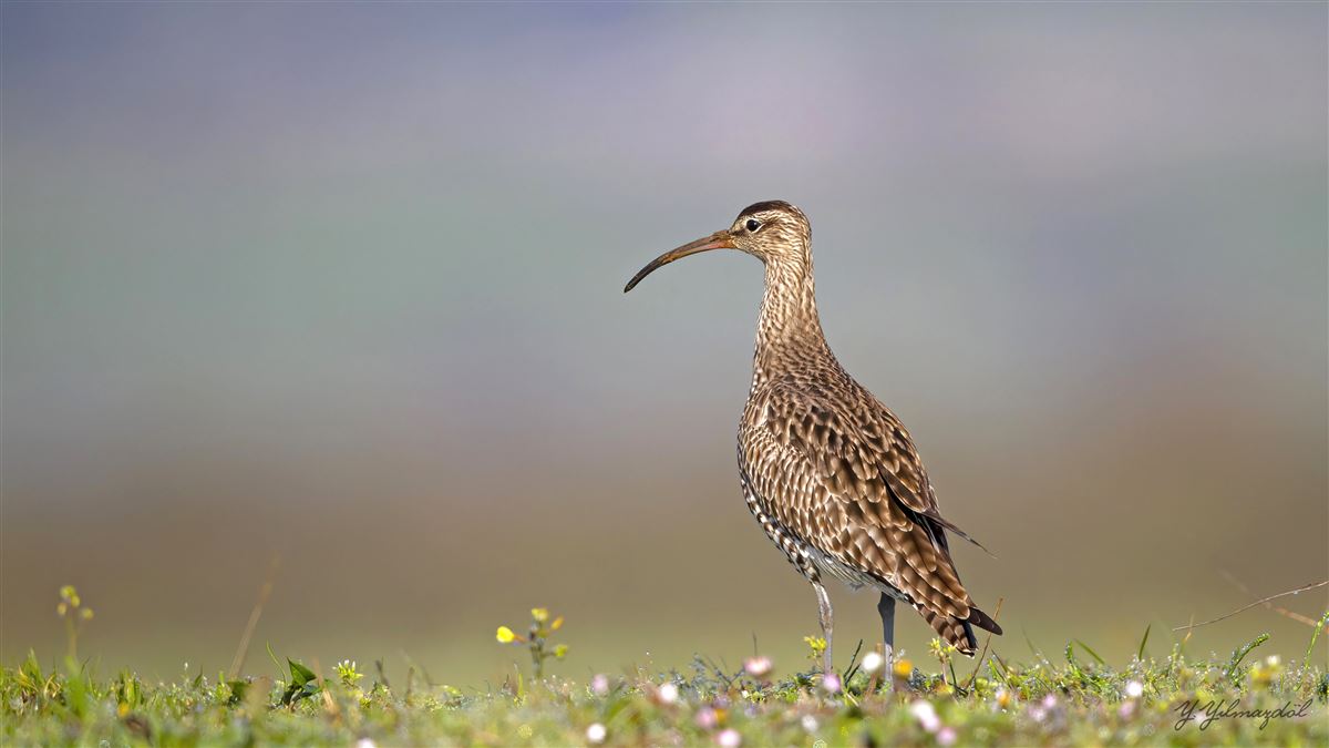 Eurasian Whimbrel