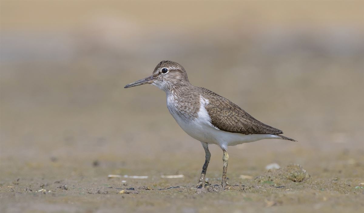 Common Sandpiper