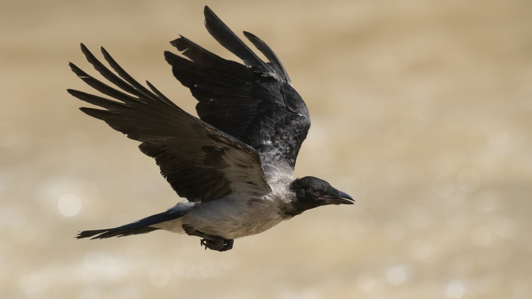 Hooded Crow