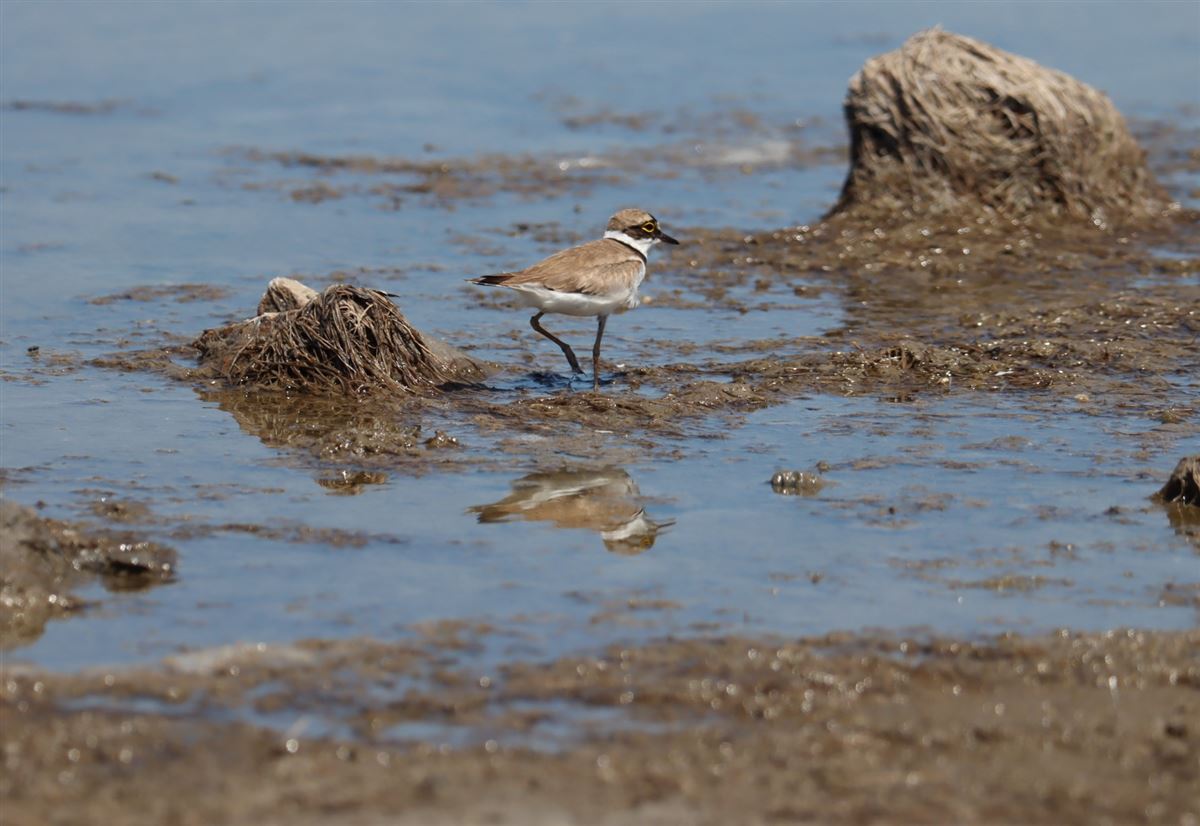 Little Ringed Plover
