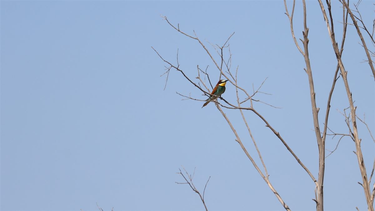 European Bee-eater
