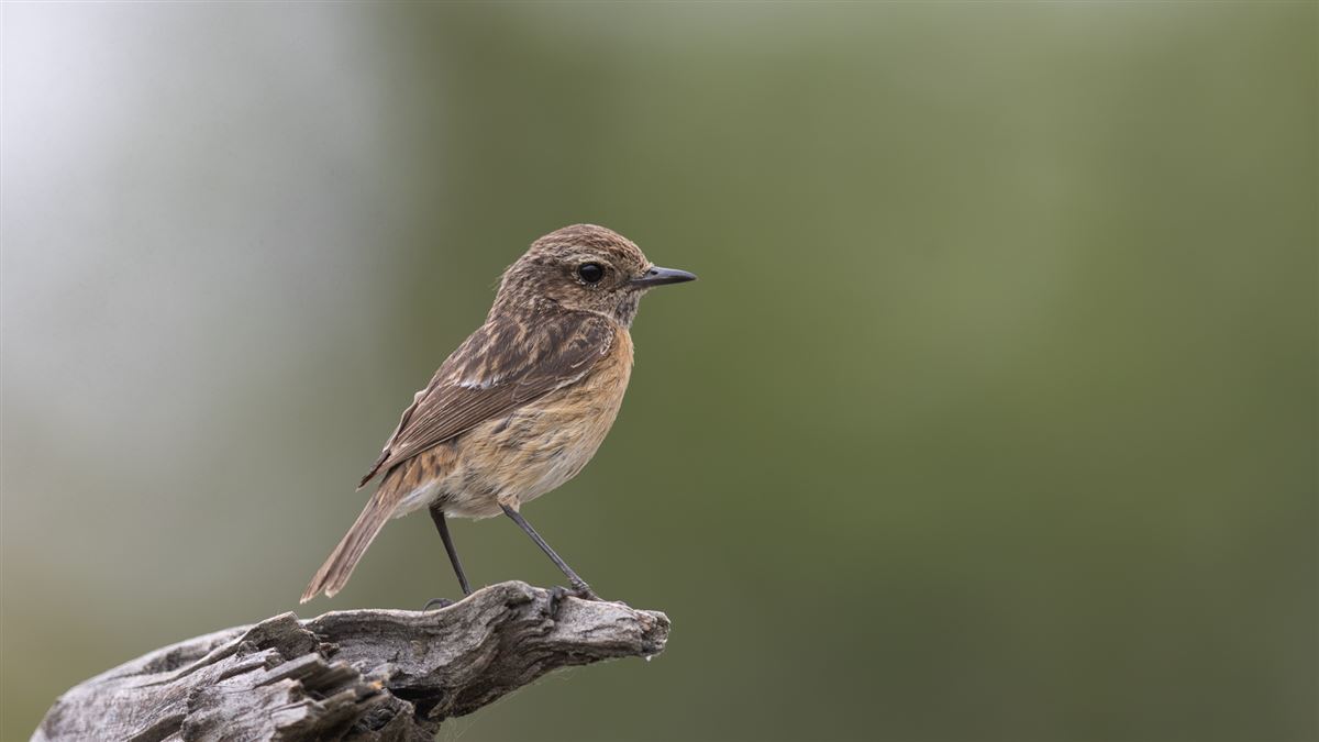 European Stonechat