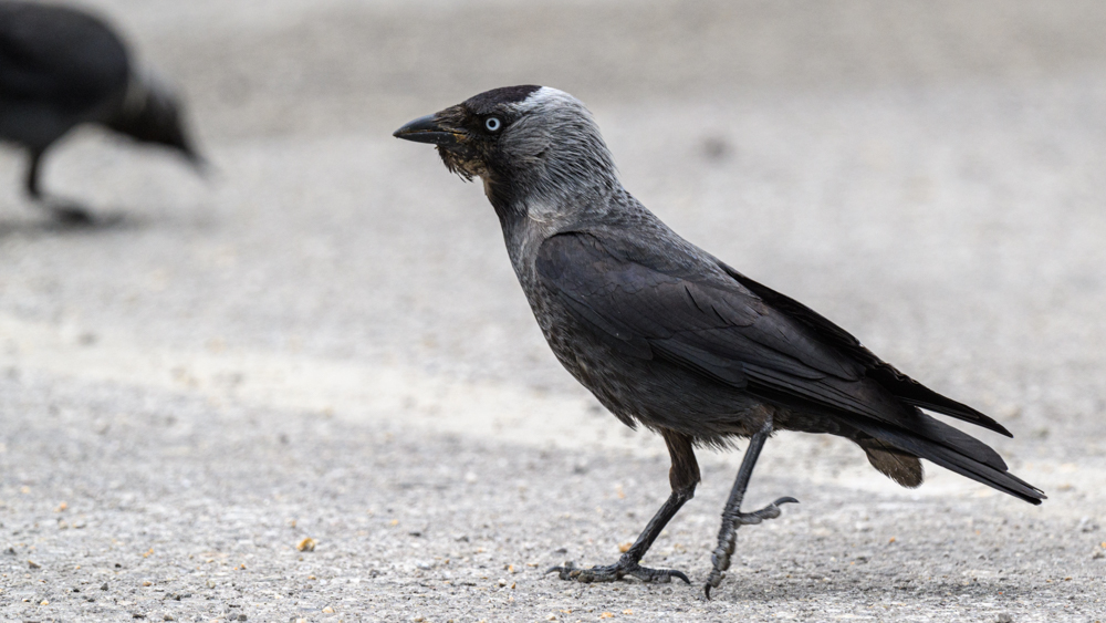 Western Jackdaw