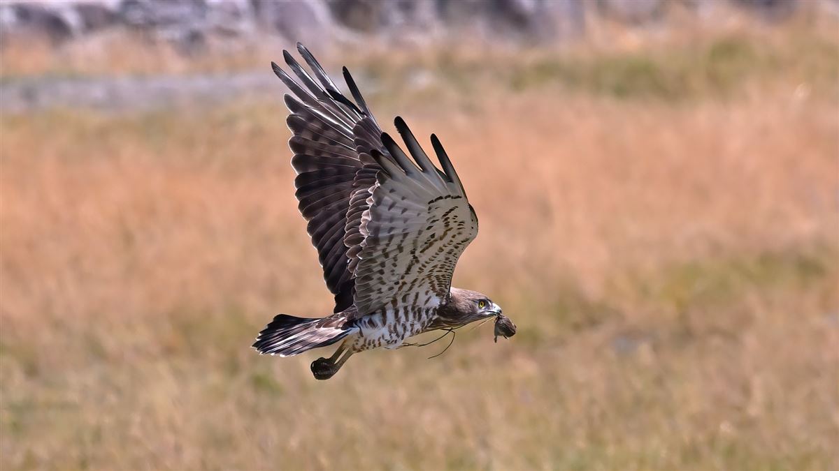 Short-toed Snake Eagle