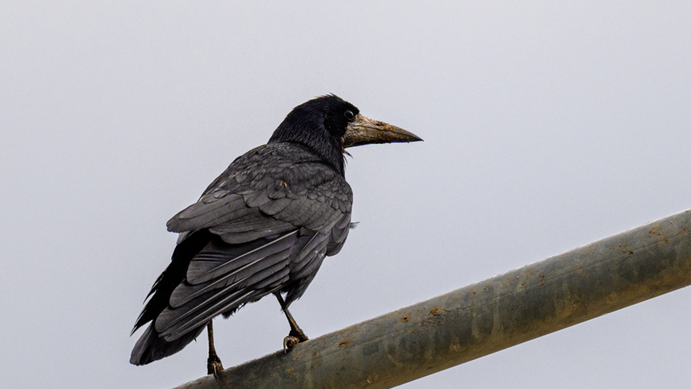 Rook