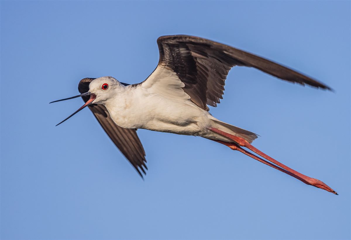 Black-winged Stilt