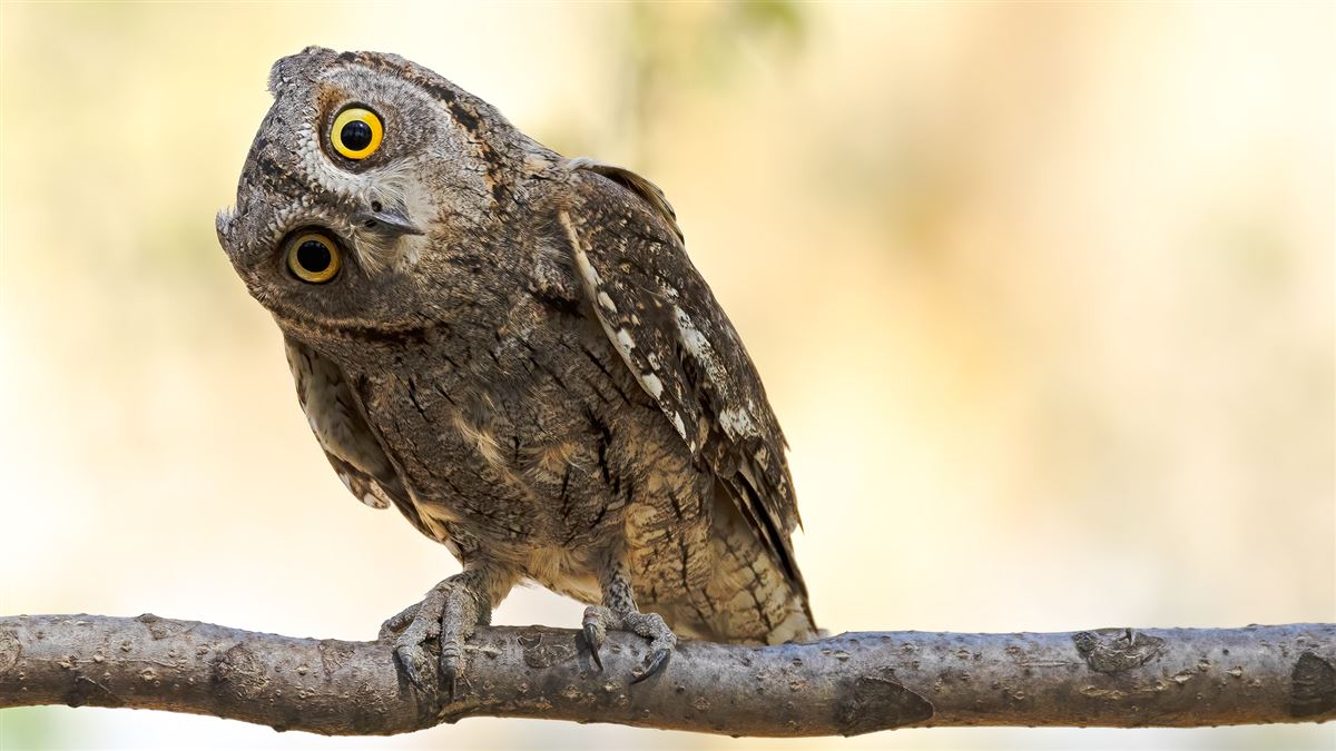 Eurasian Scops Owl