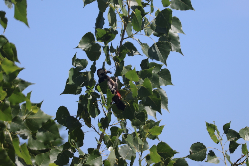 Syrian Woodpecker