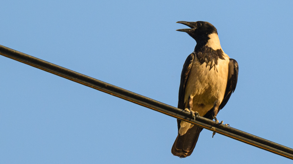 Hooded Crow