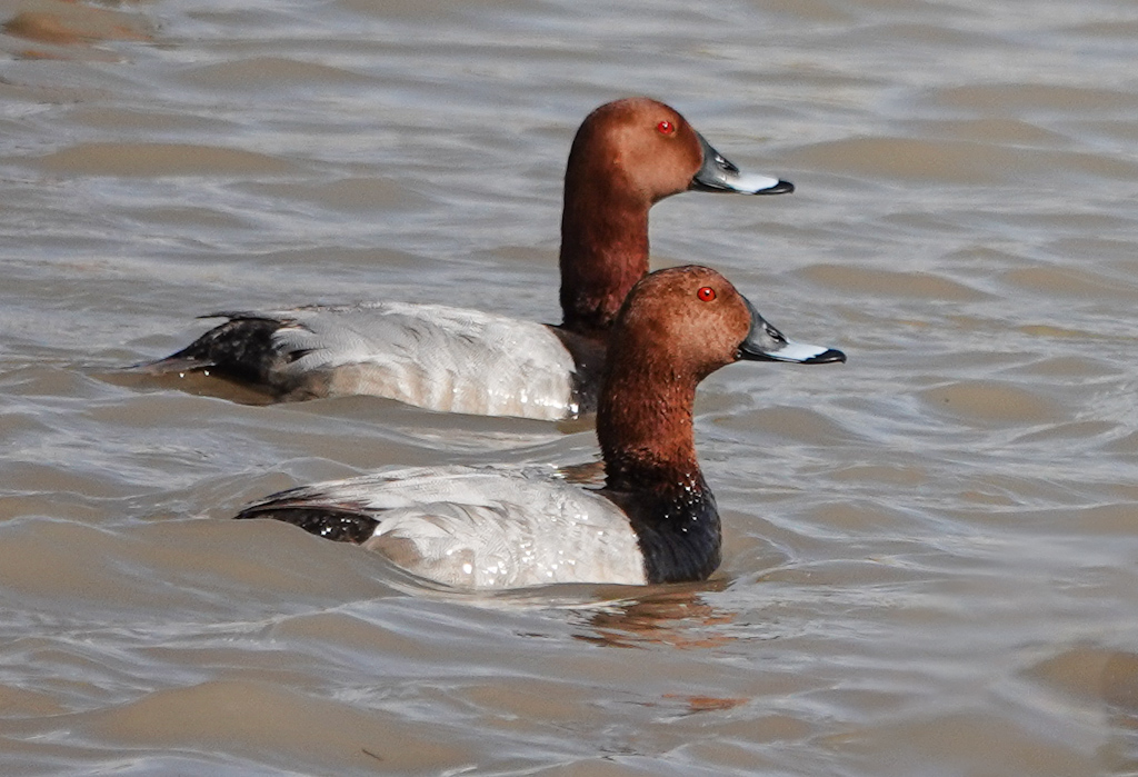 Common Pochard