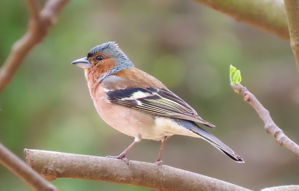 Eurasian Chaffinch