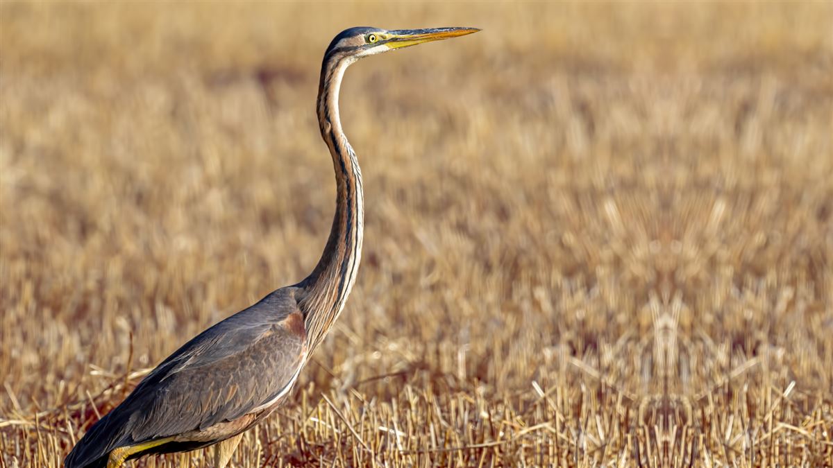 Purple Heron