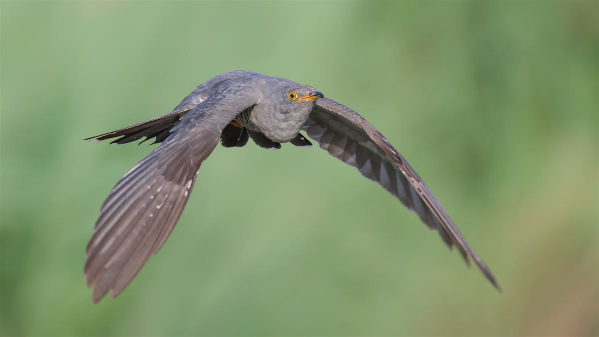 Common Cuckoo