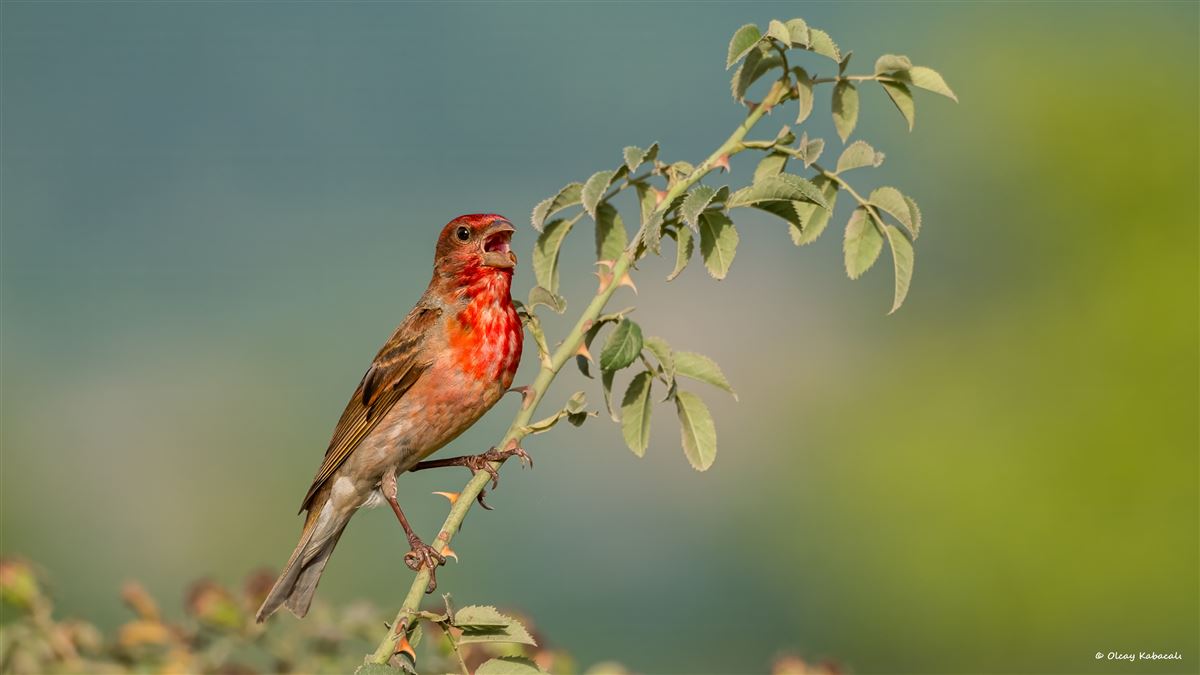 Common Rosefinch
