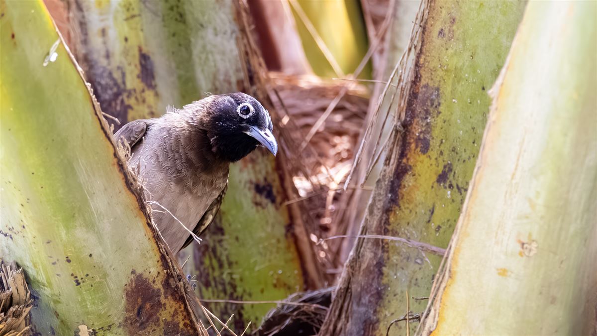 White-spectacled Bulbul