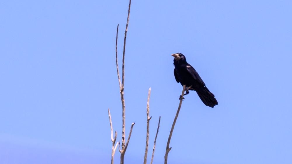 Rook
