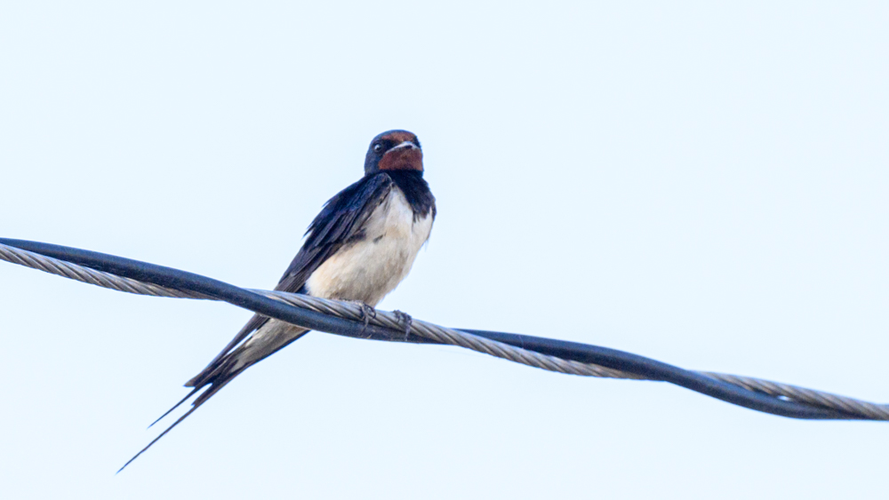 Barn Swallow