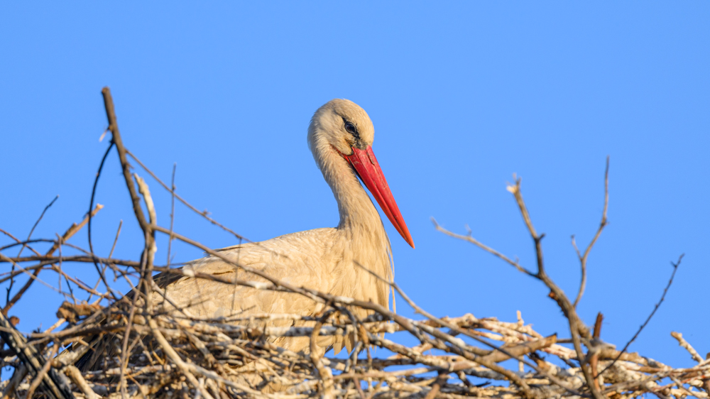 White Stork