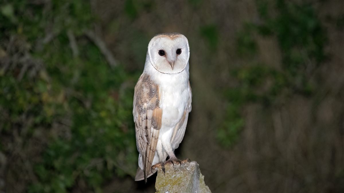 Western Barn Owl