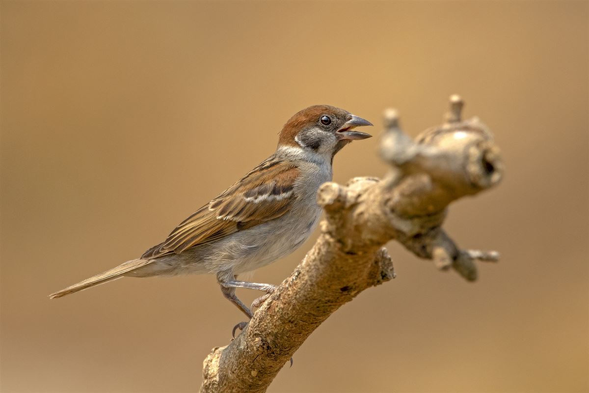 Eurasian Tree Sparrow