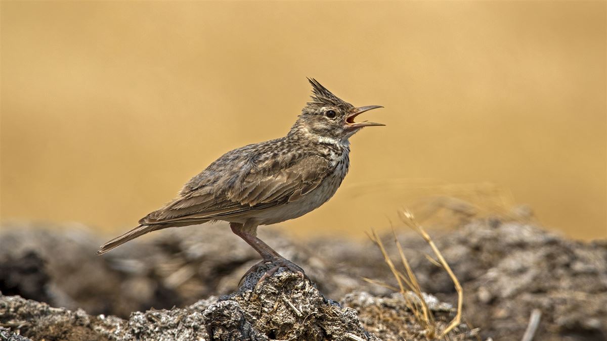 Crested Lark