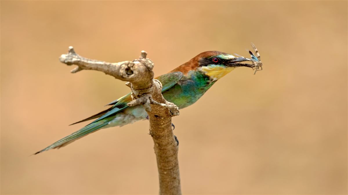 European Bee-eater