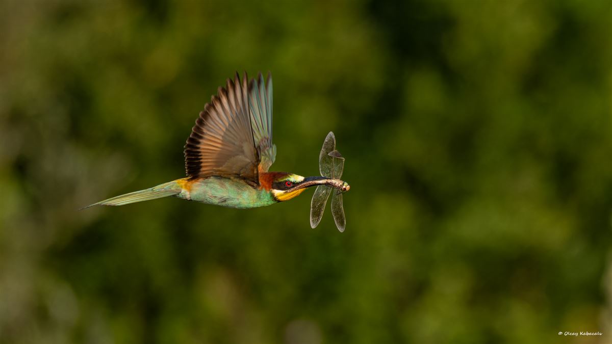European Bee-eater