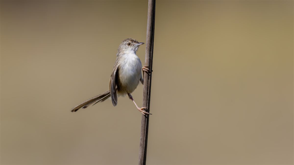 Delicate Prinia