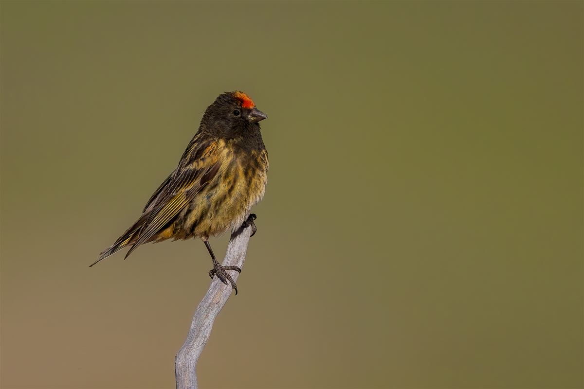 Red-fronted Serin